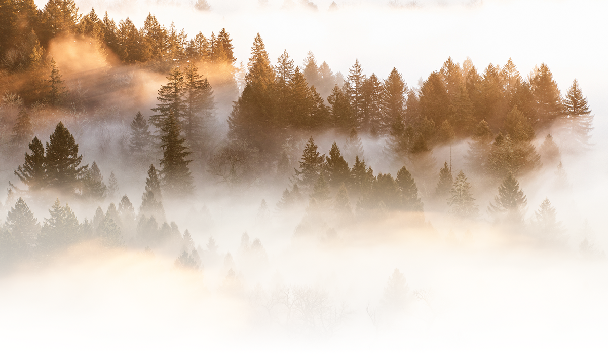 Oregon forest in morning mist